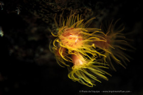 » Magnifique Corail nocturne en Macro » / Photo 100 % de votre imprimerie de flyers en ligne