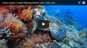 Magnifique vidéo de tortue made in ImprimerieFlyer
